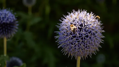 Honeybee on Echinops This image is a macro nature photograph taken in the afternoon during the summer, featuring a honeybee actively collecting nectar from a globe-shaped Echinops flower. The main subject, the honeybee, is clearly visible on the vibrant Echinops, which stands out with its distinctive purple-blue blossoms. The background contains other blurred flowers and plants, contributing to the overall natural setting. The presence of insects, specifically bees, highlights the ecological interaction between pollinators and flowers in a typical summer garden scene.